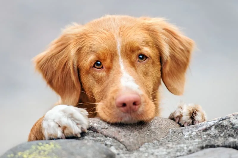 Constipation in Dogs - A Serious Health Concern