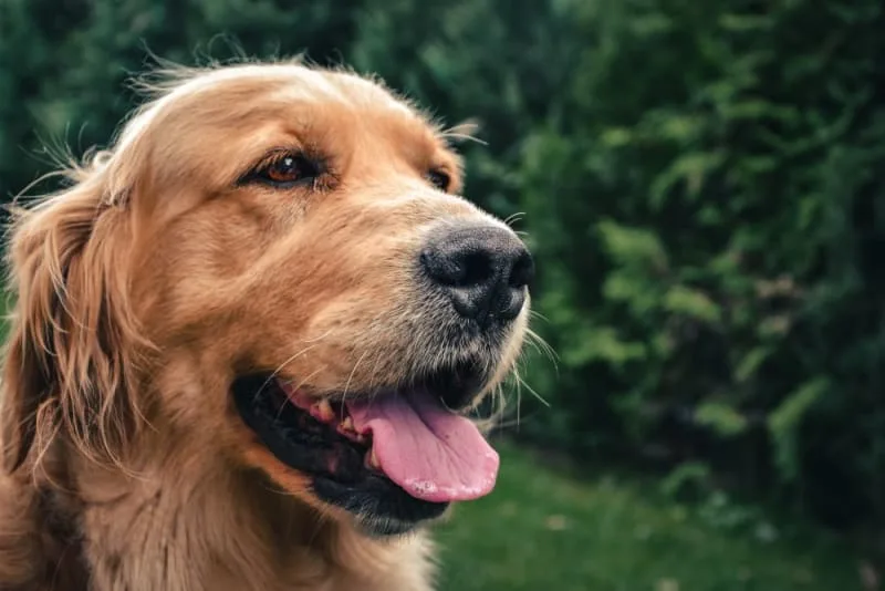 Bad Breath in Dogs: Causes and Treatments