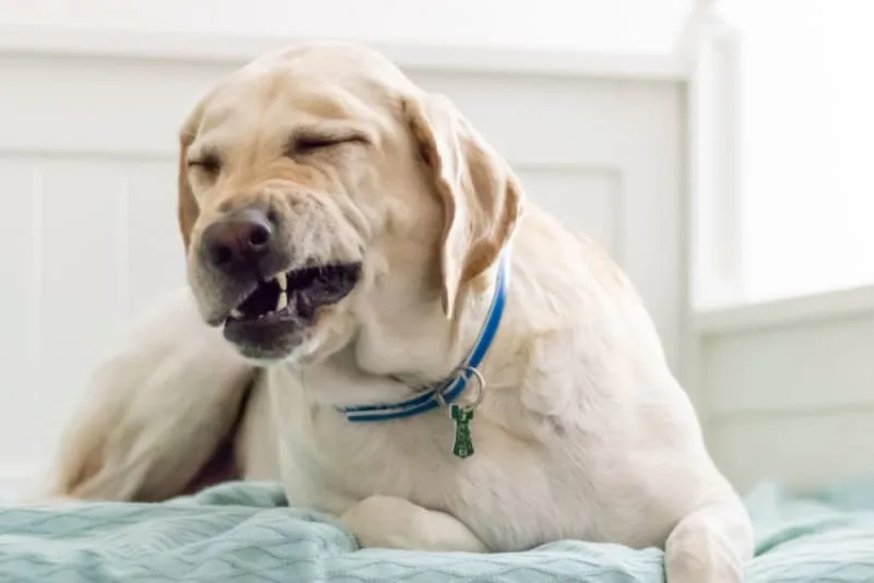 Kennel Cough in Dogs: Causes, Symptoms & Treatment