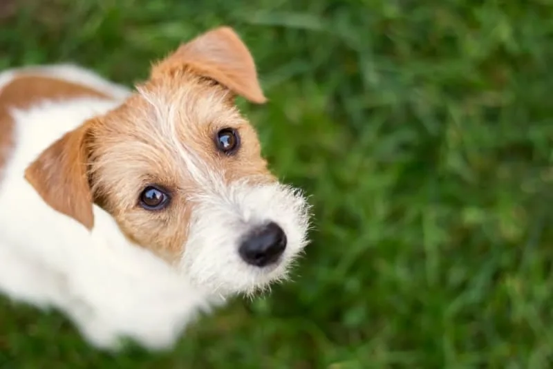 Dog Eye Infection