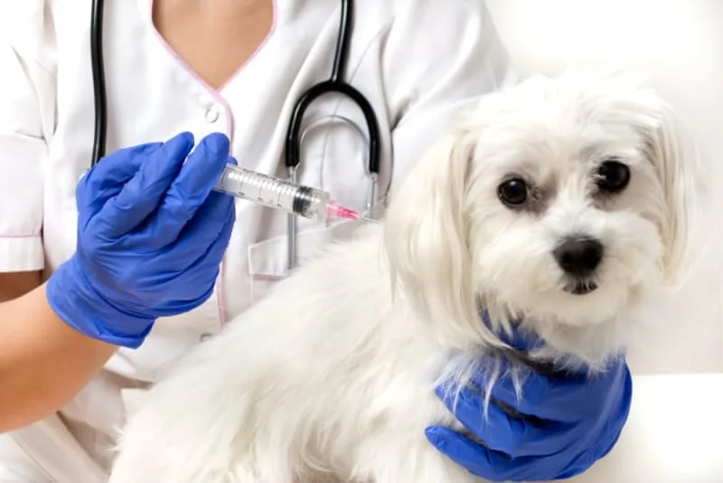 How Often Should I Take My Dog To The Vet?