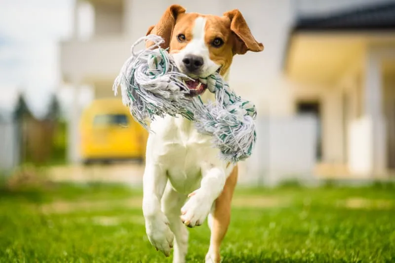 Cushing's Disease In Dogs