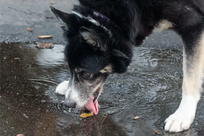 What is Leptospirosis in Dogs?