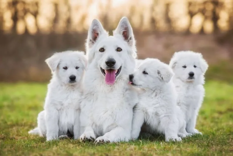 C-Section for Dogs: Everything You Should Know