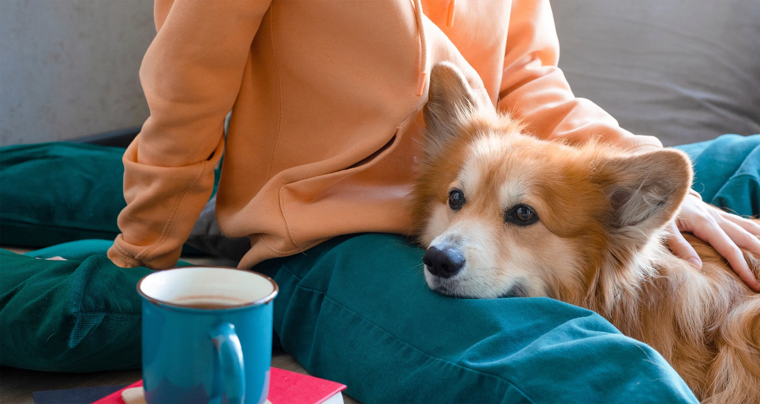 h corgi laying on lap of owner with coffee