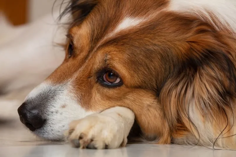 What is parainfluenza in dogs?