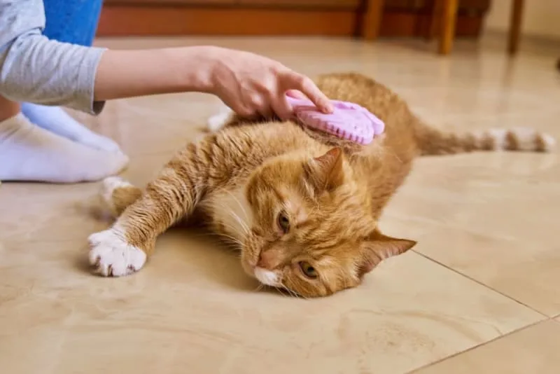 How to Groom Your Senior Cat: What You Need To Know