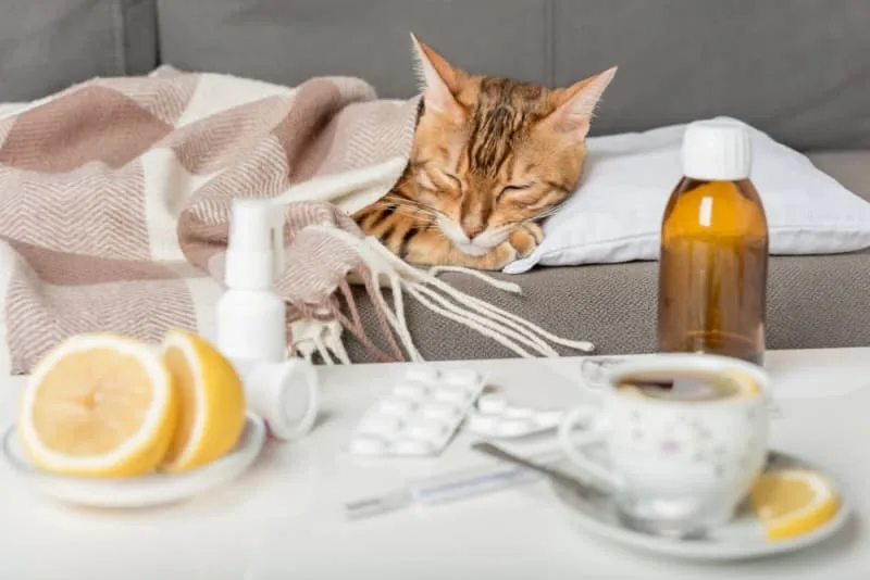 Cats & Colds: Can They Get Them & What to Do?