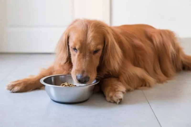 Diet for Dogs With Kidney Failure