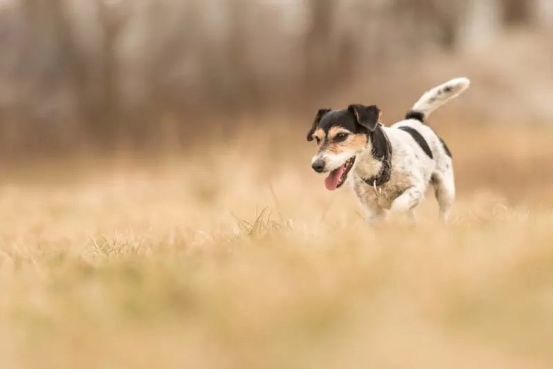 Constipation in Dogs