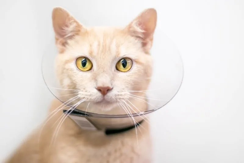 Caring For Your Cat After Surgery