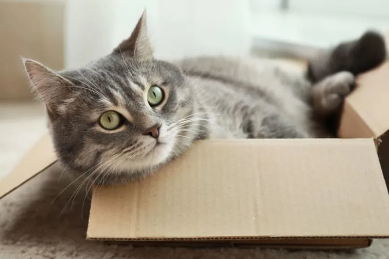 Should I Get My Indoor cat Vaccinated? Why & When to Do it.