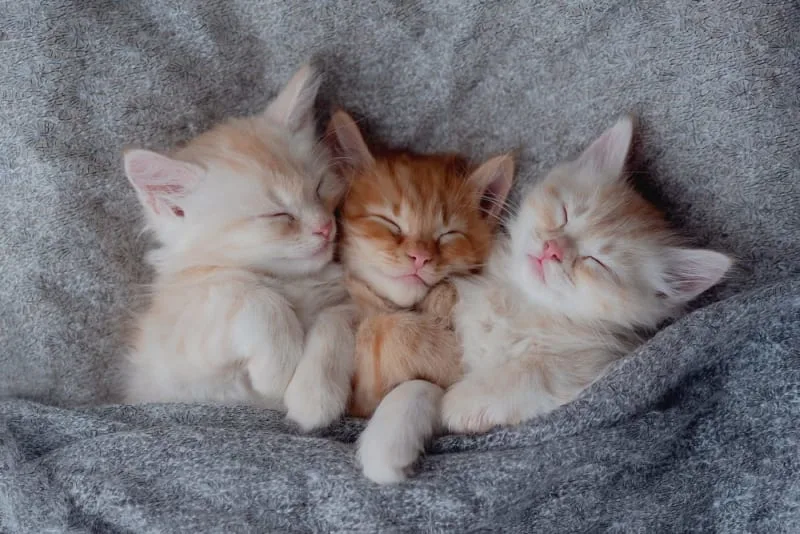 Newborn Kittens: When Do Kittens Open Their Eyes?