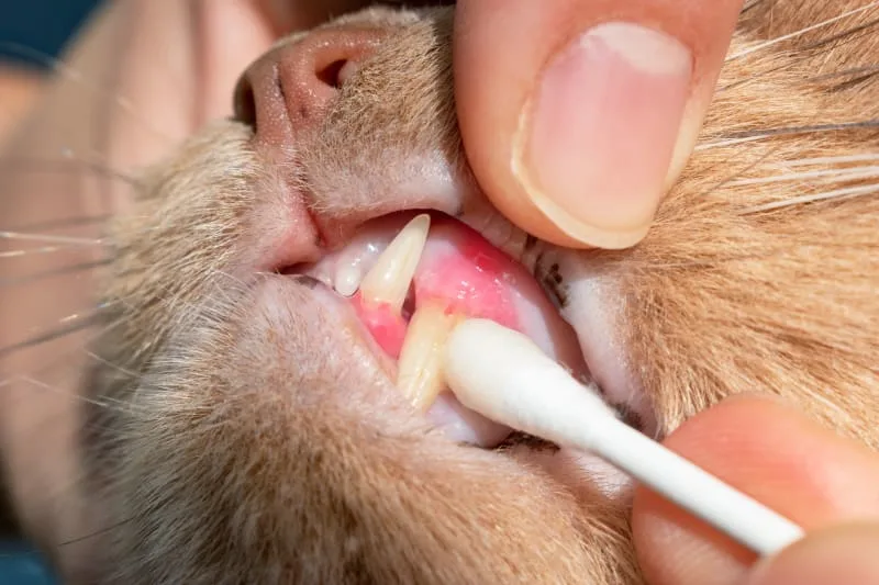Cat Tooth Extractions: What to Expect