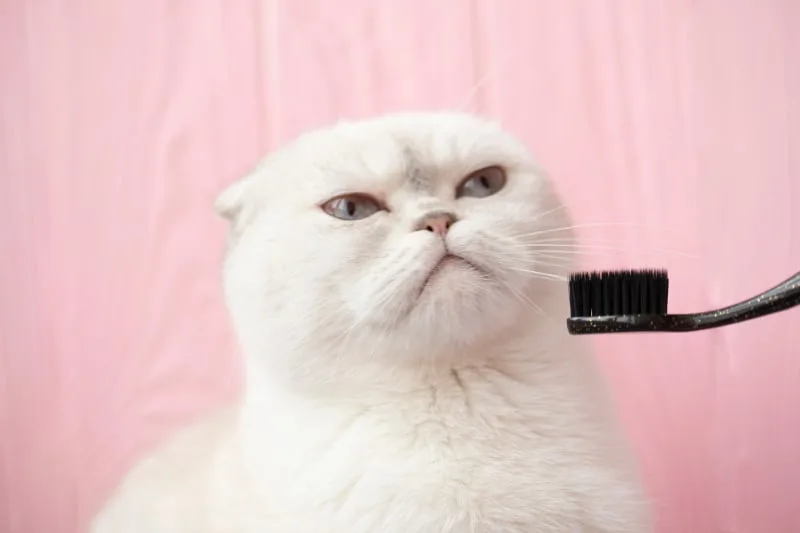 The Most Common Dental Diseases in Cats