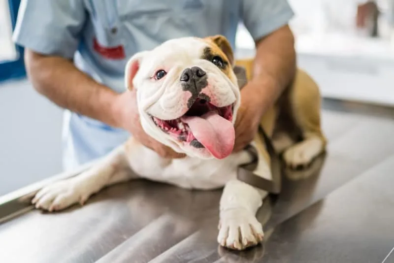 Understanding Blood Tests for Dogs