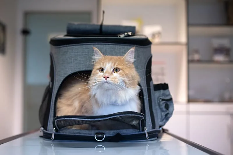 Tips For Preparing For Your Cat's Annual Checkup