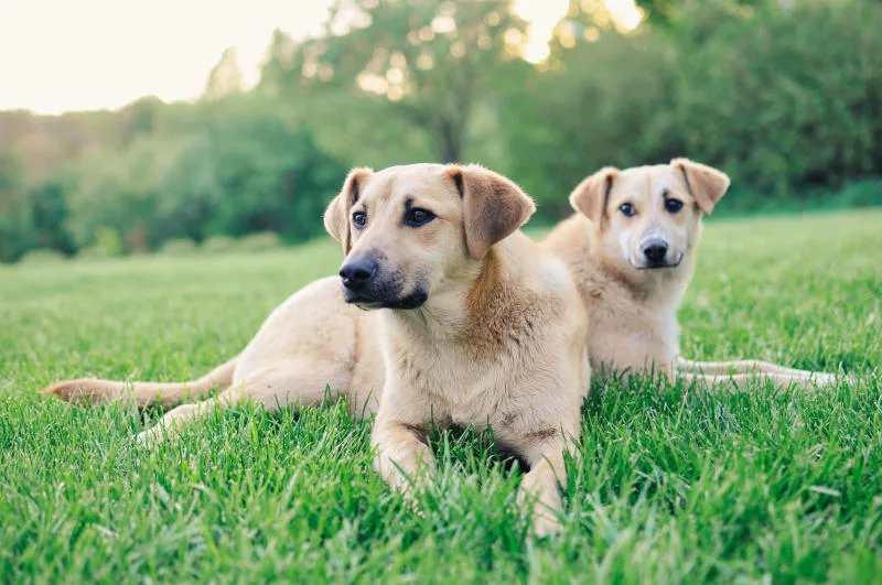 Is it a good idea to get a second dog?