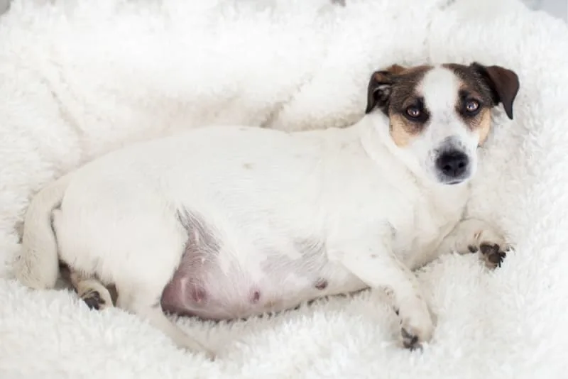 Everything to Know About C-Sections for Dogs