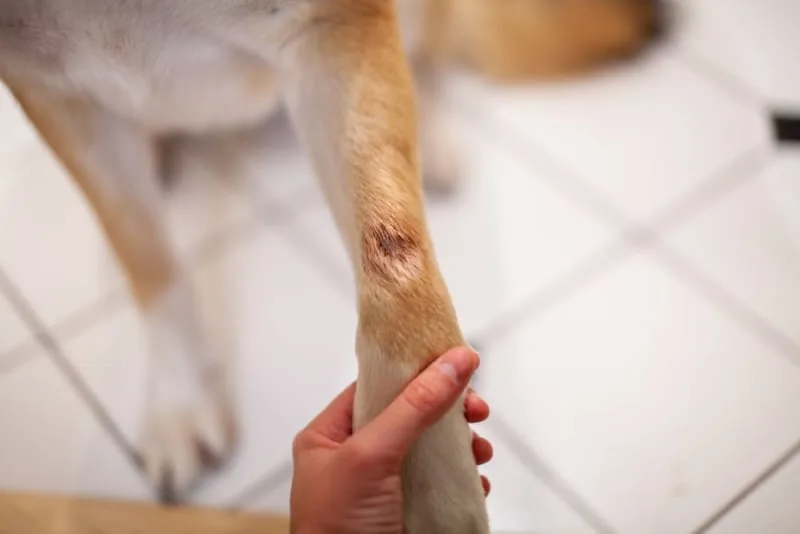 Heavy Bleeding in Cats & Dogs
