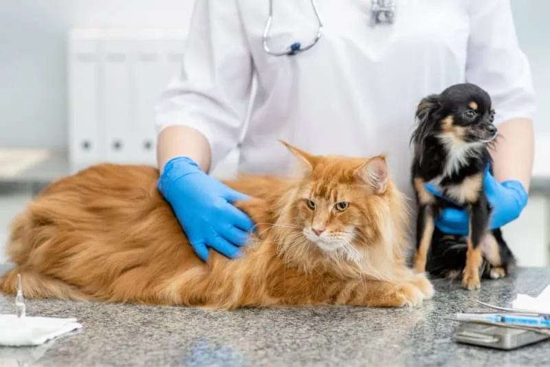 Pet Vaccinations: What You Should Know