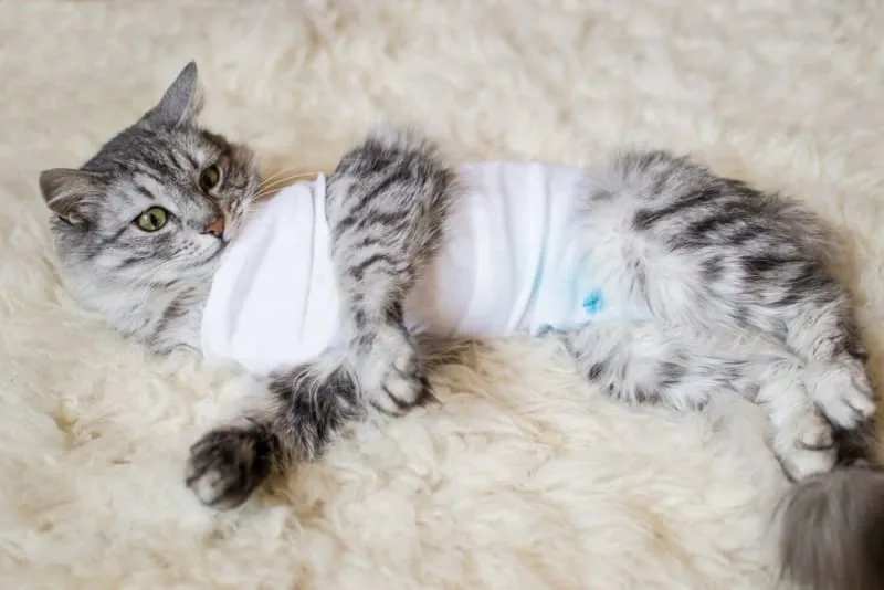Hernias in Cats: Causes, Symptoms & Surgeries