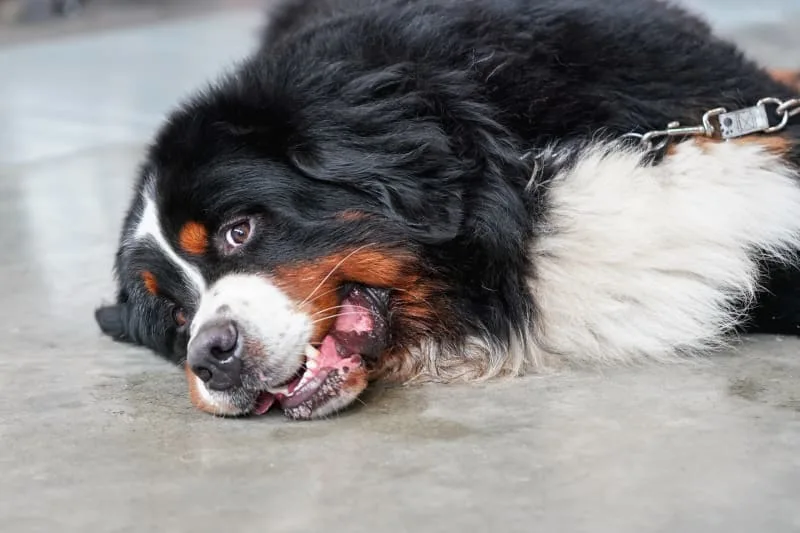 COPD in Dogs