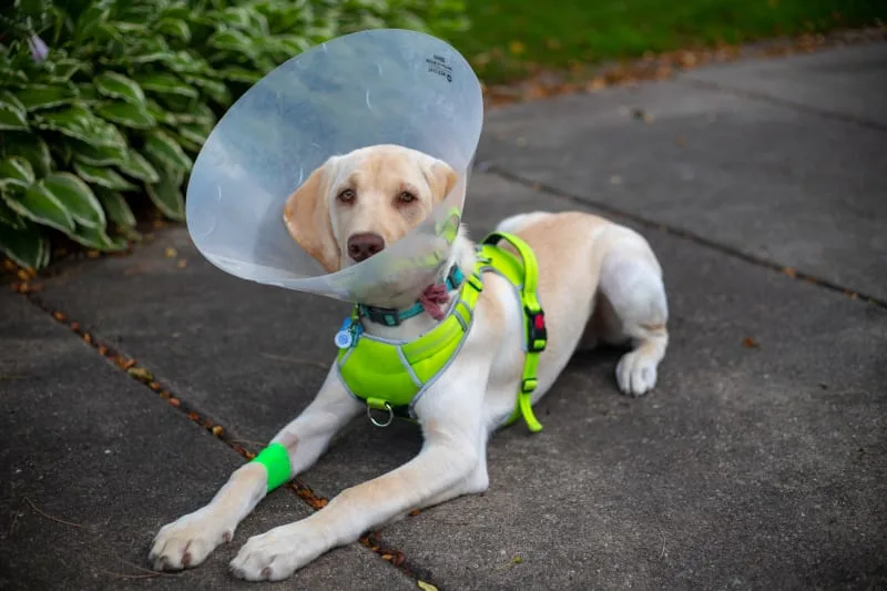 Spay & Neutering Your Dog