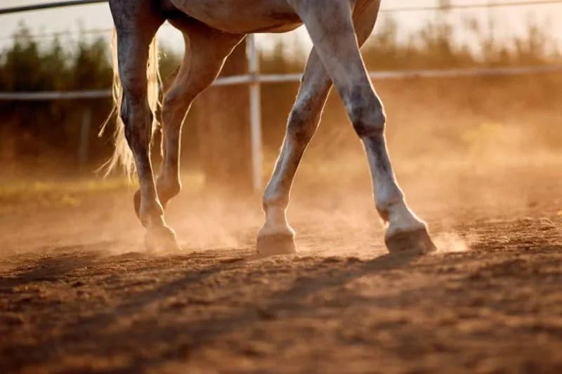 Understanding Navicular Disease in Horses