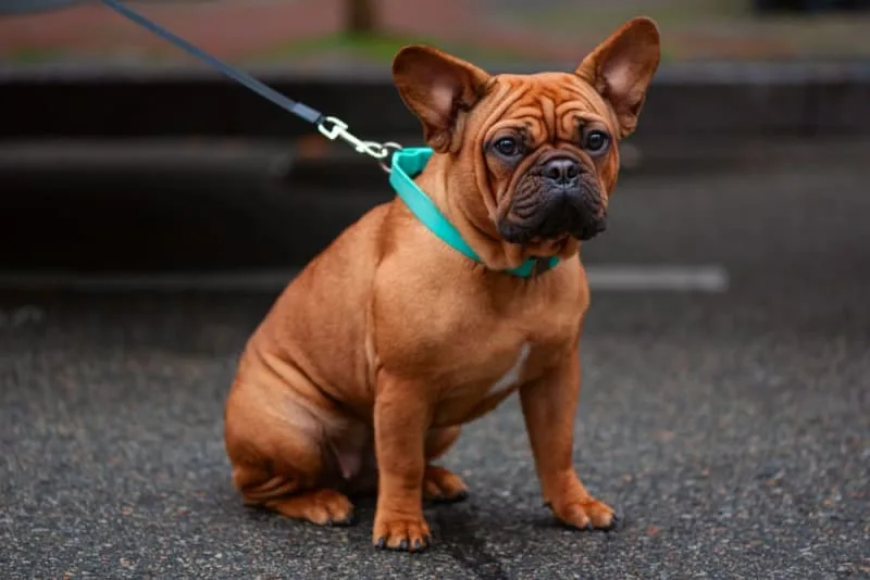 Why is my dog stumbling around?