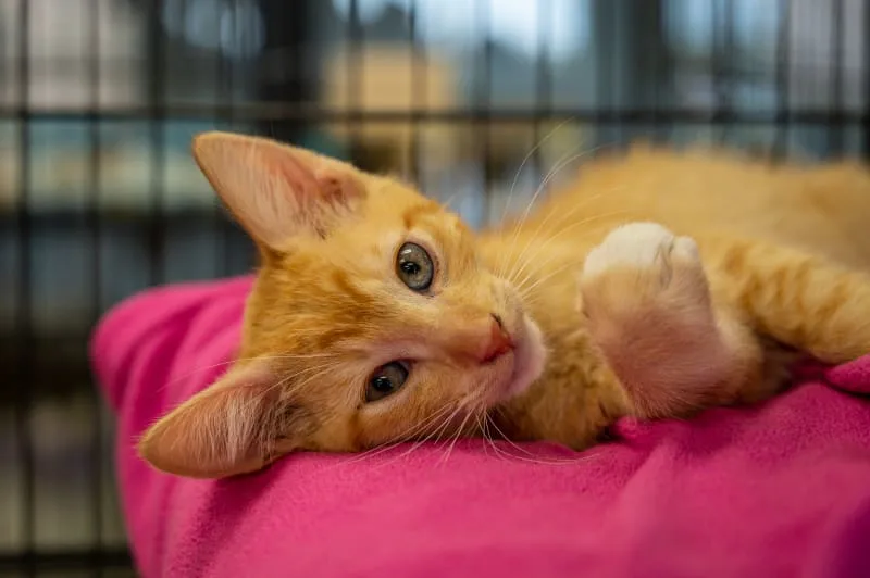 What is Medical Pet Boarding & How Is It Different?