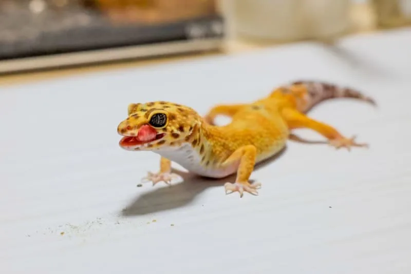 Best Pet Reptiles For Beginners