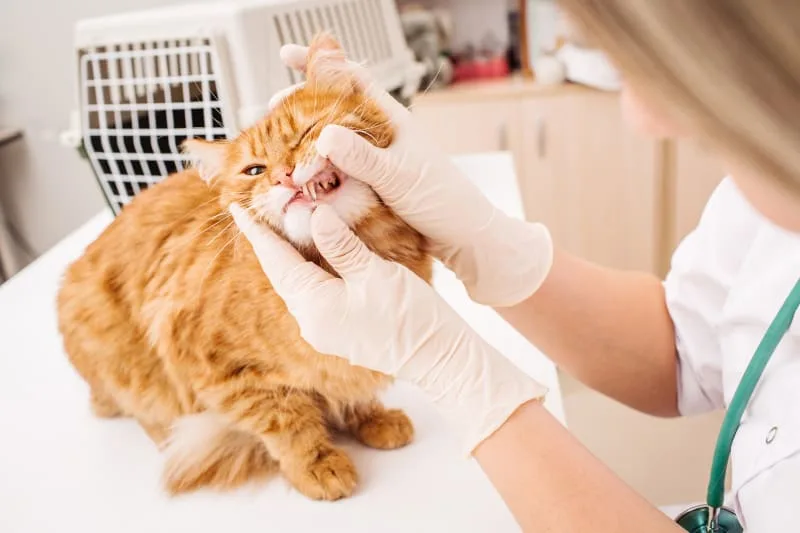Cat Dental Health: What Every Owner Should Know About Cats Dental Hygiene