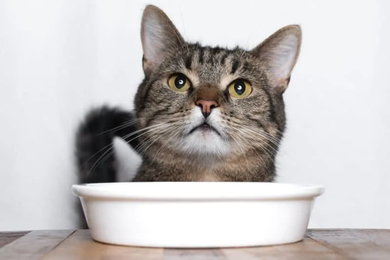 Using Diet to Treat Arthritis in Cats
