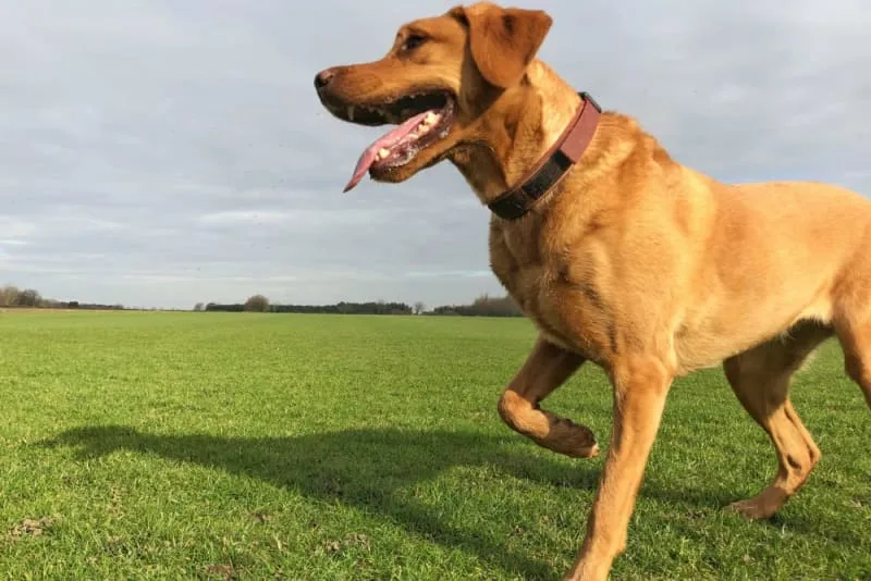 Hip Replacement for Dogs