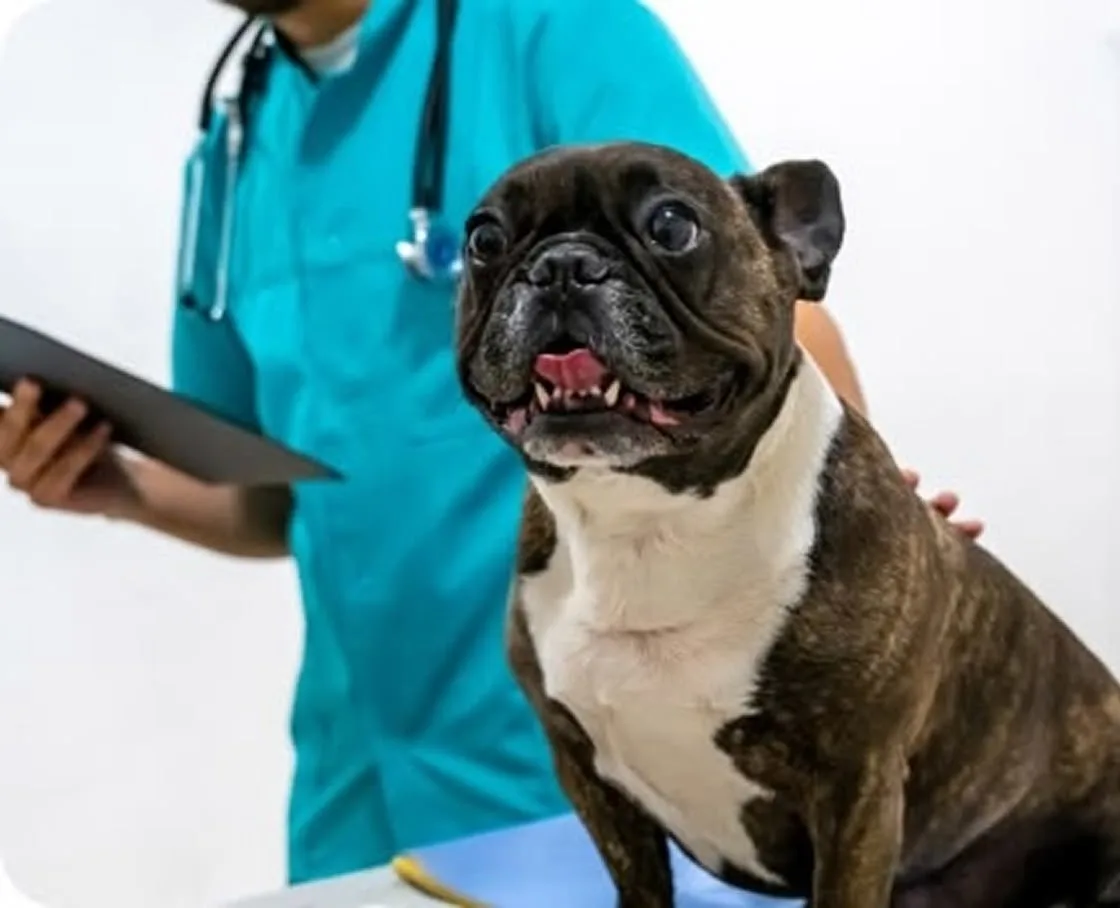 A French bulldog on an exam table during a veterinary checkup.
