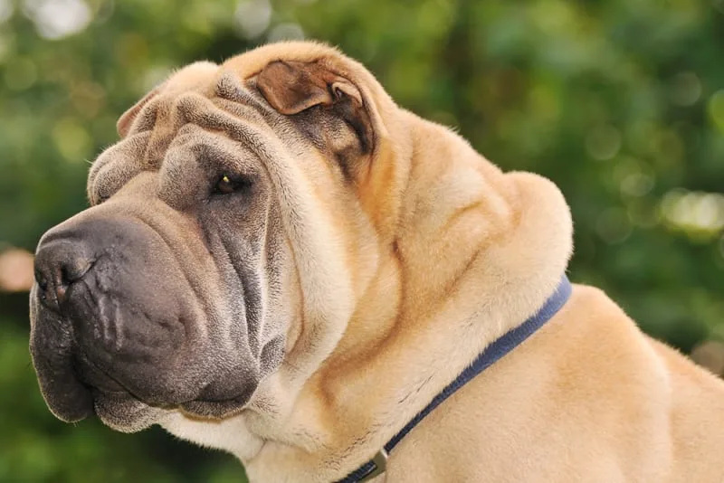 Your Guide to Pet Eyelid Surgery