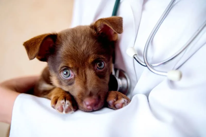 Puppy’s First Vet Visit: Checklist & What to Expect