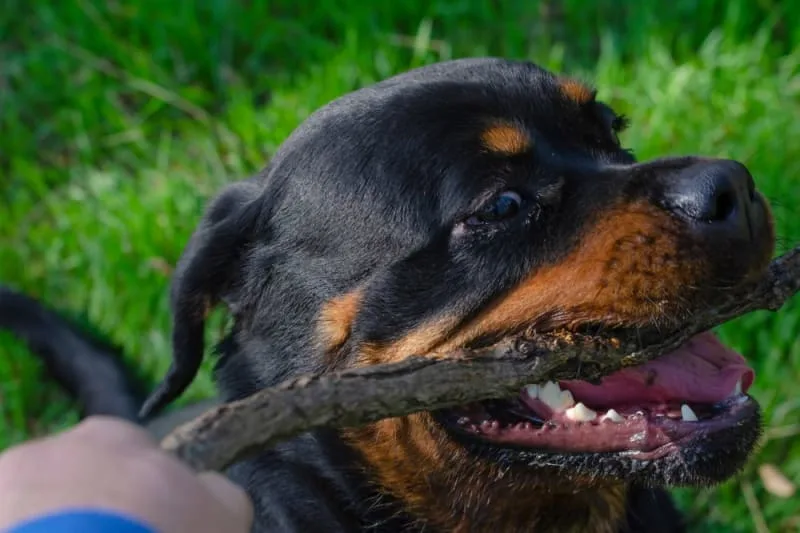 Dog Chewing Problems
