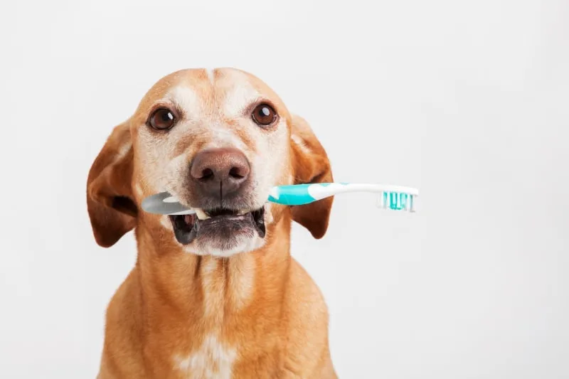 Dog Dental Care: How to Take Care of Your Dog's Teeth