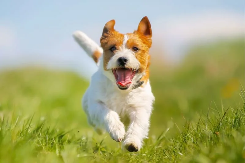 TPLO Surgery in Dogs - Preparation and Recovery