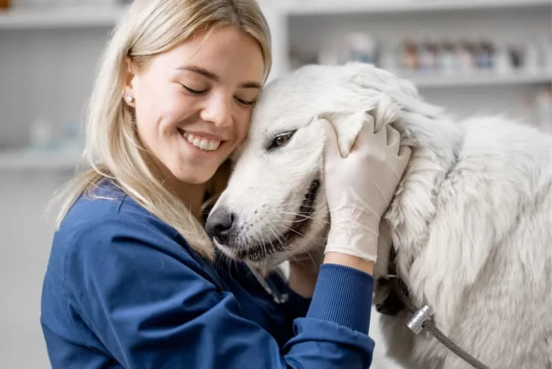 Big & Beautiful: Tailoring a Wellness Plan for Large-Breed Dogs