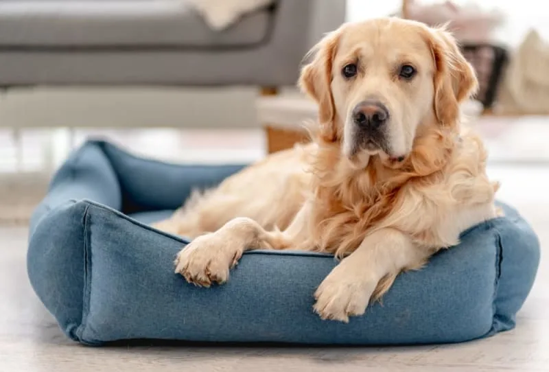 Best Dog Breeds for Kids