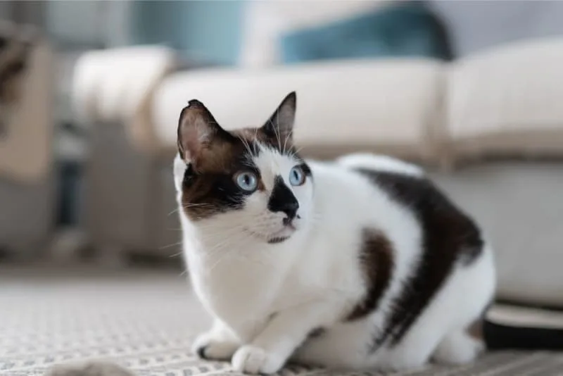 Stomatitis in Cats