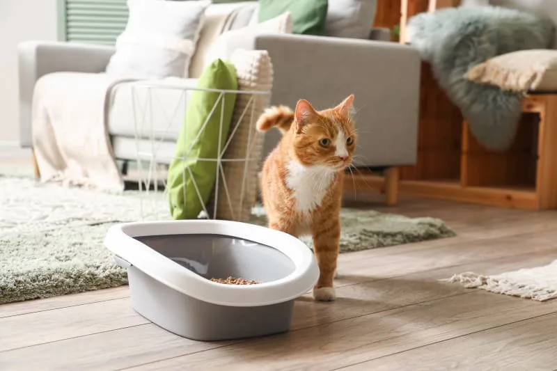 What Is PU Surgery in Cats?