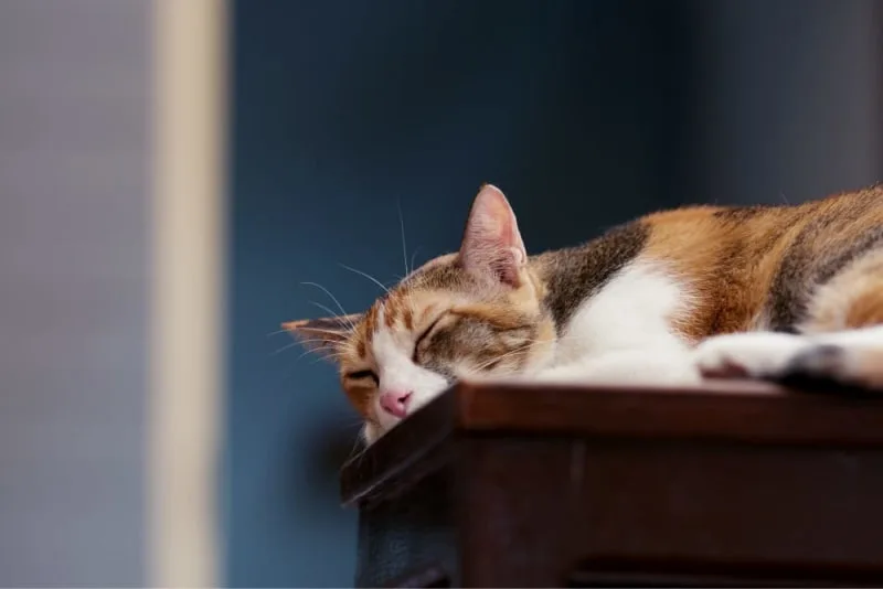 Symptoms of Kidney Failure in Cats