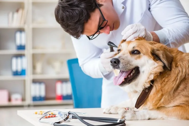 How Often Do You Take a Dog to the Vet?