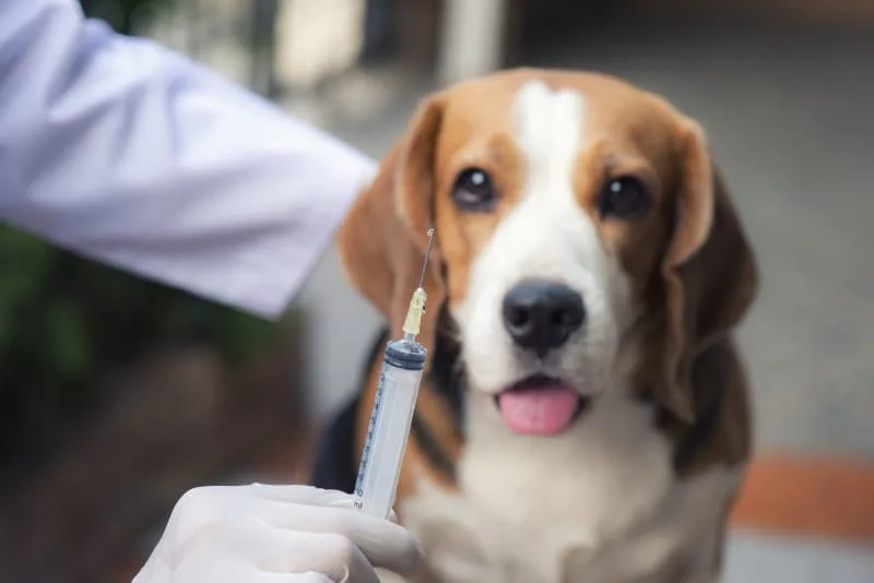 What to Know About the Essential Rabies Vaccine for Dogs