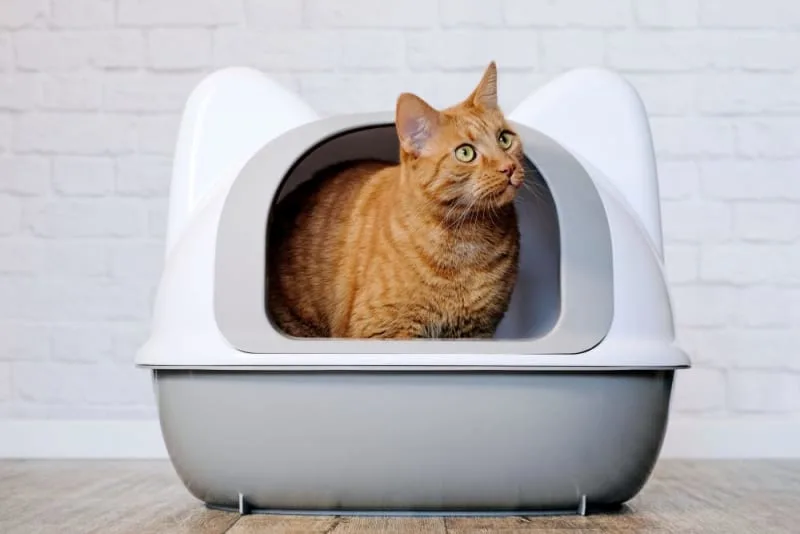Is Constipation In Cats An Emergency?