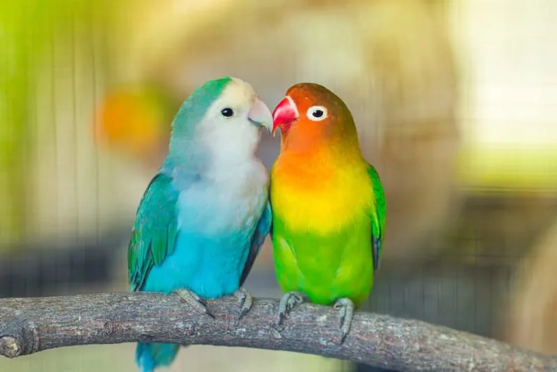 Best Pet Birds for Beginners